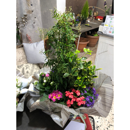 Coupe de plantes Elévation Céleste