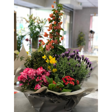 Coupe de plantes en hauteur colorée