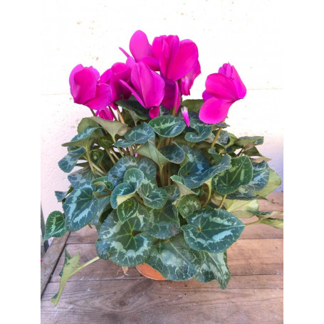 Cyclamen plante fleurie