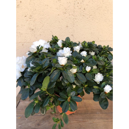 Azalée plante fleurie